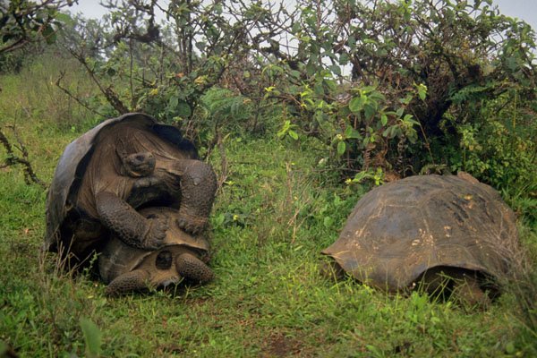 789090 Mating Tortoises, Volcan Alcedo, Galapagos Islands A4 Photo Print