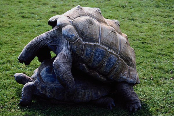789092 Giant Tortoises A4 Photo Print