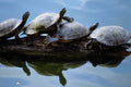 789093 Painted Turtles Or Slider Turtles, Phoenix Zoo Moat, Arizona A4 Photo Print
