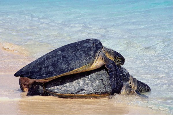 789094 Mating Turtles, Great Barrier Reef A4 Photo Print