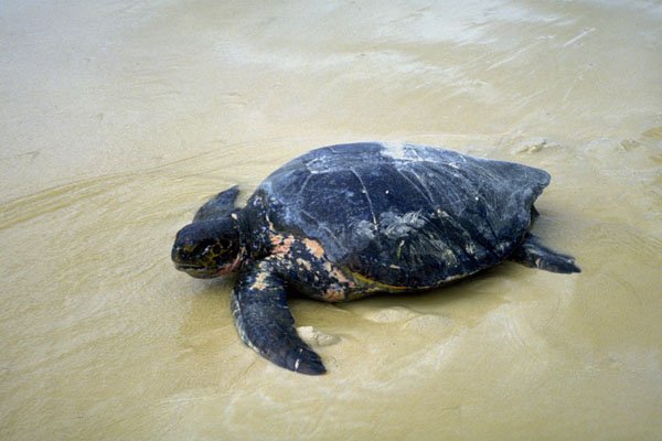 789095 Sea Turtle A4 Photo Print