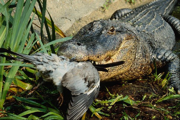 789096 Alligator Eating Pigeon On The Bank, England A4 Photo Print