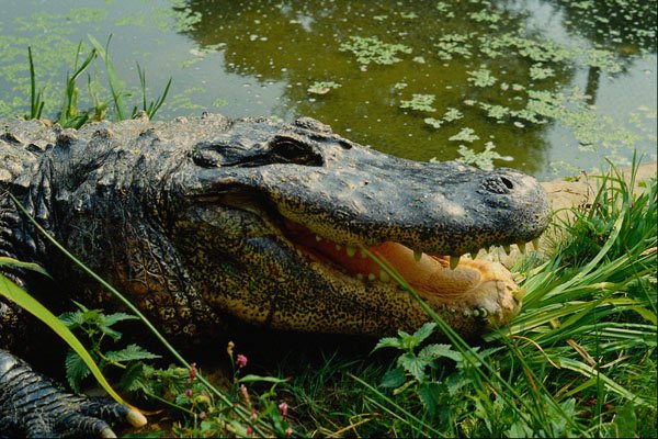 789097 Alligator On The Bank, England A4 Photo Print