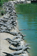 789098 Alligator Farm, Louisiana, U.S.A. A4 Photo Print