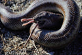 789099 Boa Constrictor, Eating Desert Mouse A4 Photo Print