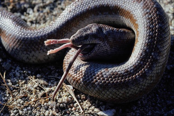 789099 Boa Constrictor, Eating Desert Mouse A4 Photo Print