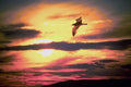 790011 Sunset, Bird In Flight A4 Photo Print