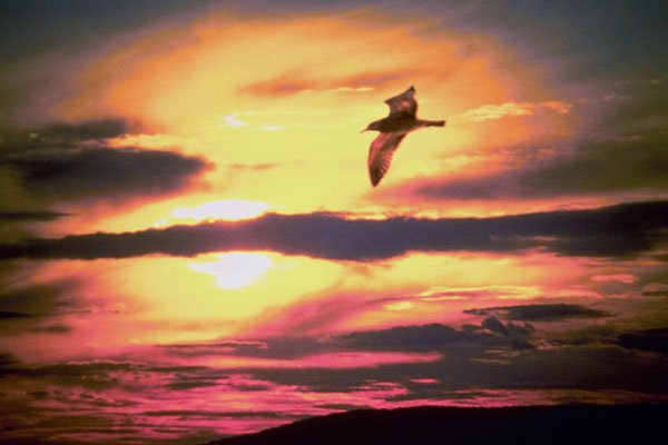 790011 Sunset, Bird In Flight A4 Photo Print