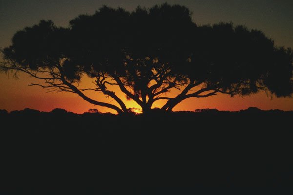 790019 Gum Tree, Outback, Australia A4 Photo Print