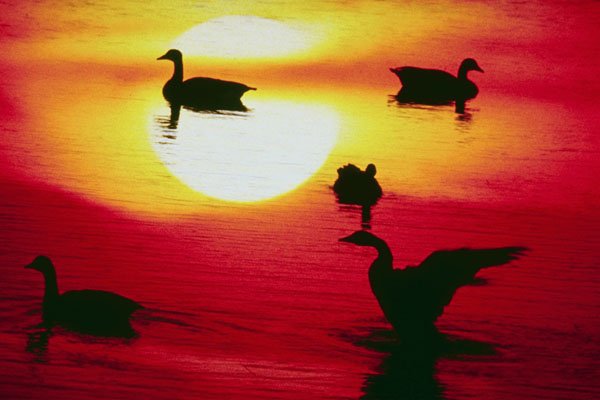 790021 Canadian Geese Sunset A4 Photo Print