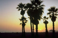 790026 Santa Monica, Los Angeles, California, U.S.A. A4 Photo Print