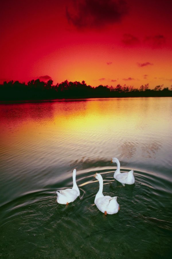 790027 Swan Lake Sunset, Central Park, Huntington Beach, California, U.S.A. A4 Photo Print