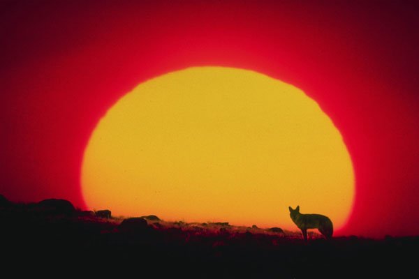 790039 Coyote, Southwest, Special Effect A4 Photo Print