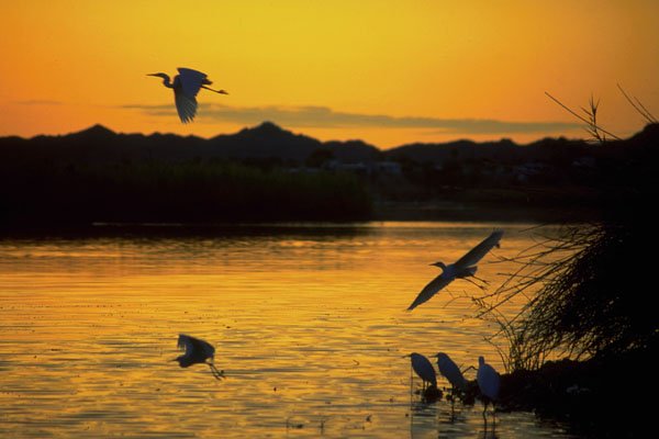 790041 Greater Egret, Lower Colorado River, U.S.A. A4 Photo Print