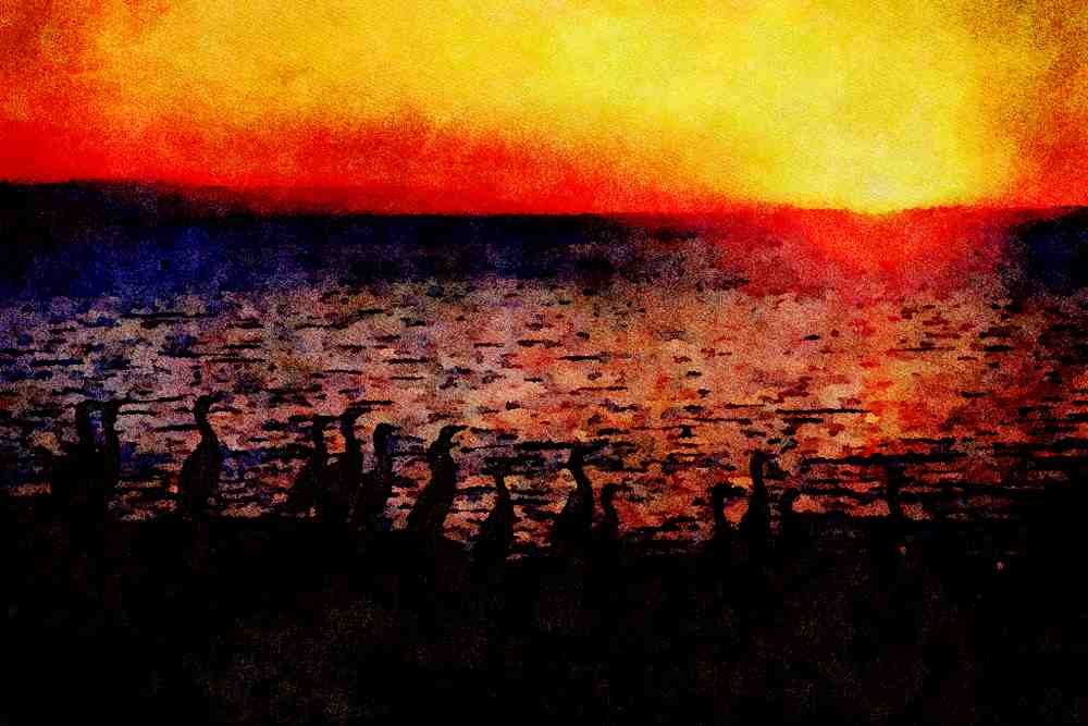 790044 Cormorants Pose On Coast Of Pacific Ocean A4 Limited Edition Watercolour Print