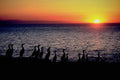 790044 Cormorants Pose On Coast Of Pacific Ocean A4 Photo Print