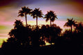790046 Semi tropical Sunset A4 Photo Print