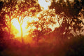 790052 Sun's Last Light, In Mist And Trees, Australia A4 Photo Print