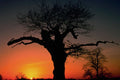 790060 Sunset And Tree, Richmond Park, London, England A4 Photo Print