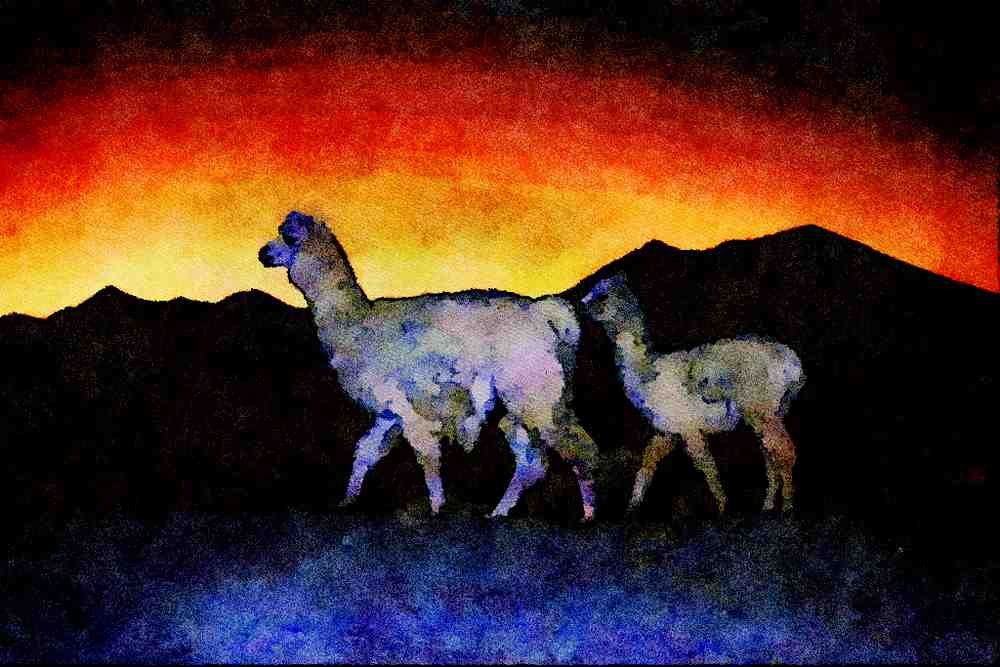 790069 Llamas At Sunset A4 Limited Edition Watercolour Print
