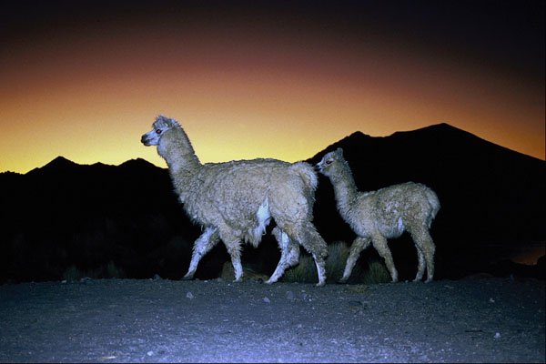 790069 Llamas At Sunset A4 Photo Print