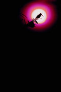 790073 Pied Kingfisher At Sunset, Lake Victoria A4 Photo Print