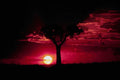 790074 Sunset And Balanites Tree In Masai Mara Game Reserve A4 Photo Print