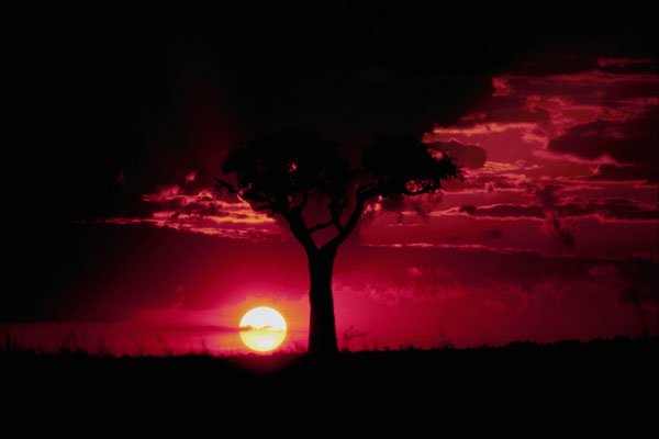 790074 Sunset And Balanites Tree In Masai Mara Game Reserve A4 Photo Print