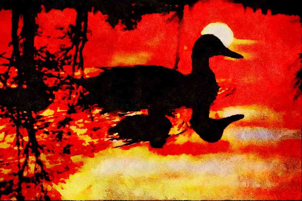 790077 Duck And Chick At Sunset A4 Limited Edition Watercolour Print