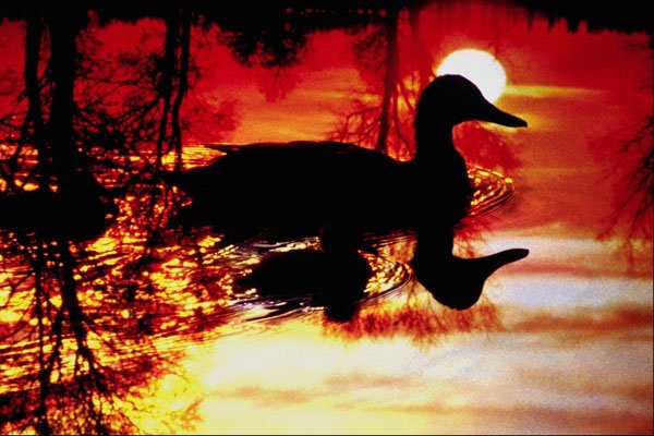 790077 Duck And Chick At Sunset A4 Photo Print
