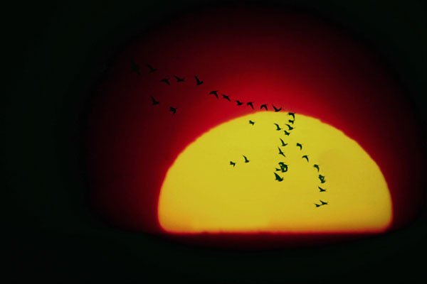 790087 Canada Geese Silhouetted Against Setting Sun A4 Photo Print