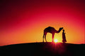790089 Camel And Driver At Sunset, India A4 Photo Print