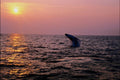 790091 Humpback Whale Putting On A Display At Sunset, Cape Cod, Massachusetts, U.S.A. A4 Photo Print