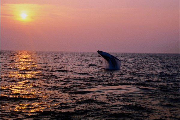 790091 Humpback Whale Putting On A Display At Sunset, Cape Cod, Massachusetts, U.S.A. A4 Photo Print