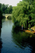 791020 River Cam At Trinity College, Cambridge, U.K. A4 Photo Print