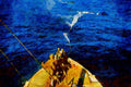 793037 Harpoon Shot At Whale From Cannon, By Norwegian Ship A4 Limited Edition Watercolour Print