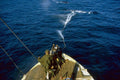 793037 Harpoon Shot At Whale From Cannon, By Norwegian Ship A4 Photo Print
