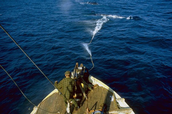 793037 Harpoon Shot At Whale From Cannon, By Norwegian Ship A4 Photo Print