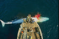 793038 Huge Harpooned Whale Being Pulled To Norwegian Ship A4 Photo Print