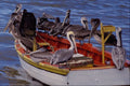 794010 Resting Time, Venezuela A4 Photo Print