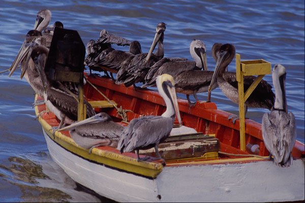 794010 Resting Time, Venezuela A4 Photo Print