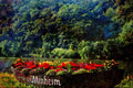 796077 Unused Boat Used As Flower Bed, Mannheim, Germany A4 Limited Edition Watercolour Print