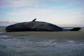 798017 Dead Sperm Whale Washed Up On Beach A4 Photo Print