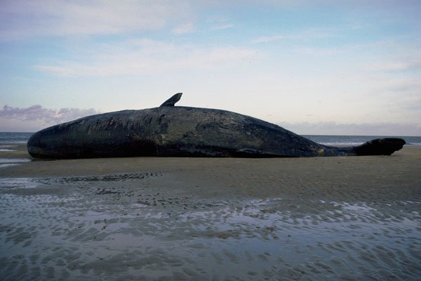 798017 Dead Sperm Whale Washed Up On Beach A4 Photo Print