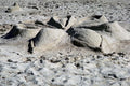 798027 Flower Shaped In Coral Sand A4 Photo Print