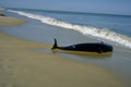 798029 Beached Whale, Florida, U.S.A. A4 Photo Print