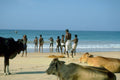 798032 Beach Cows A4 Photo Print