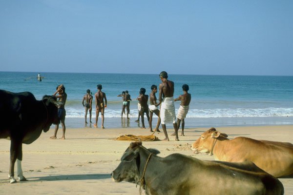 798032 Beach Cows A4 Photo Print