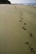 798039 Footprints On The Beach At Cape Kidnappers, New Zealand A4 Photo Print