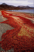 798072 Crabs On Shoreline, Mexico A4 Photo Print